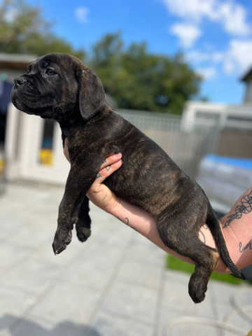 Cane Corso – cane corso x dogue de Bordeaux