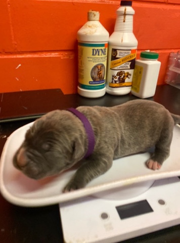 Cane Corso – Italian mastiff puppies(cane corso)