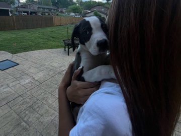 Cane Corso – cane corso mixed with labradoodle – Johnson City