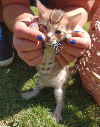 Bengal – kittens for adoption