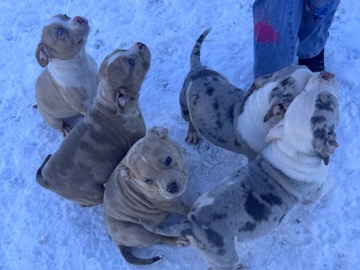 American Bulldog – American Bully Puppies – Goslar