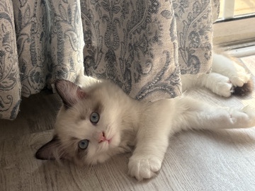 Ragdoll – S’more – Woodbridge