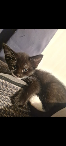 kitten