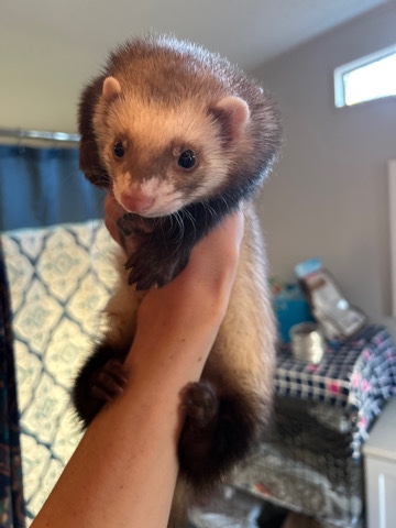 ferret – 2 Bonded Ferrets