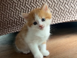 Male Ginger Kitten – London