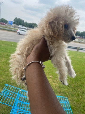 Maltese – maltipoo puppies