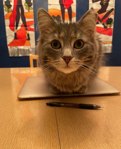 Maine Coon – Lost Cat Found, Can’t keep it