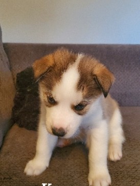 Siberian Husky – Husky/Malmute