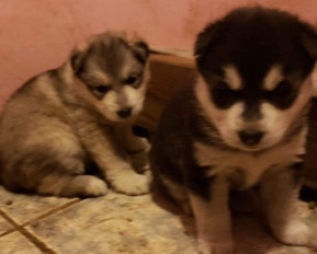 Siberian Husky – Siberian huskies