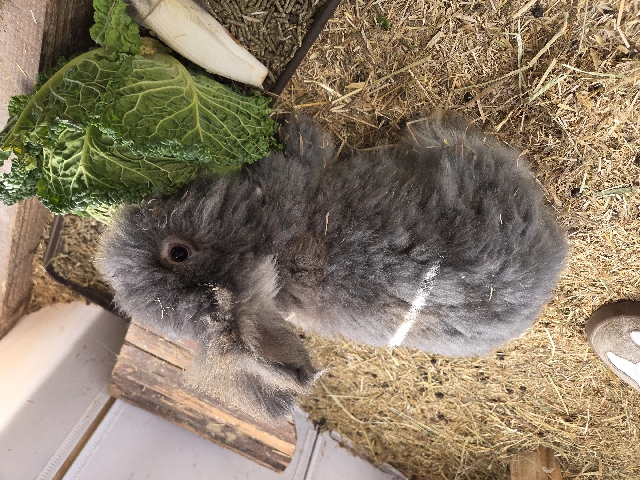 English Angora – Englisch Angora Kaninchen – Limburg an der Lahn