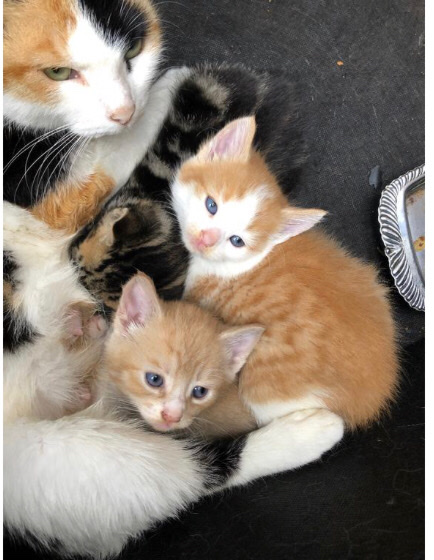 kittens looking forever home