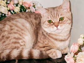 British Shorthair – ماينز – ماينتس