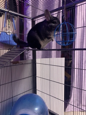 chinchilla