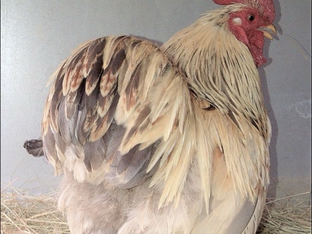 Chicken – chickens & turkeys