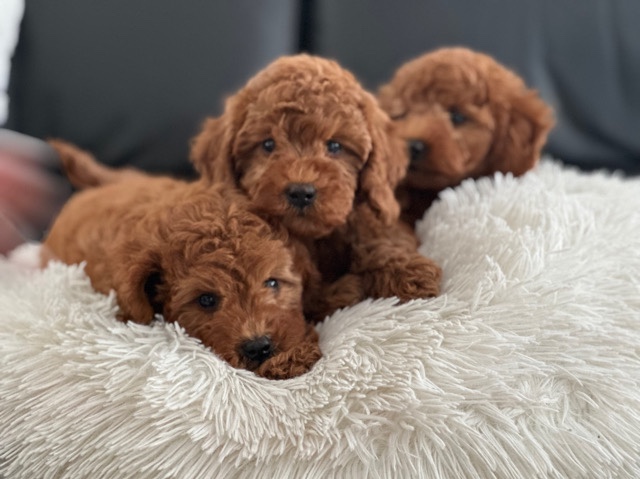 Poodle – Mini Goldendoodle Rocky