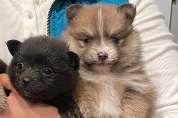 Pomeranian – Baby Poms