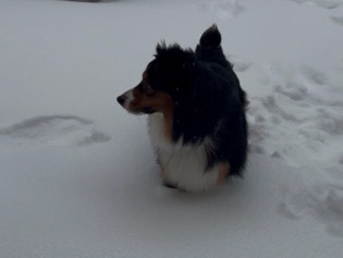 Australian Shepherd – Zeus – New York