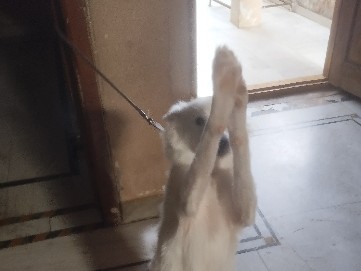 Indian pariah dog – Friendly 3-month-Old Indian Pariah Dog for Rehoming in Hyderabad – Hyderabad