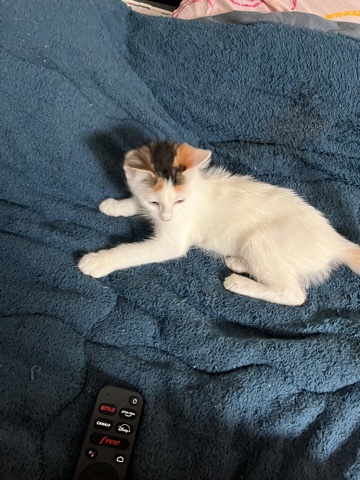 chat a vendre