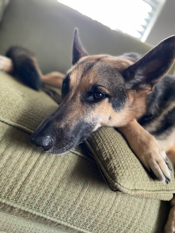 German Shepherd – rehoming needed
