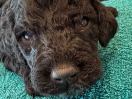 Goldendoodle – CAUTION: Super Cute GOLDENDOODLES for Adoption! – Houston