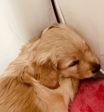 Golden Retriever – sell pappy