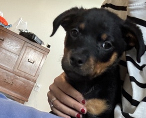 Rottweiler – reghome