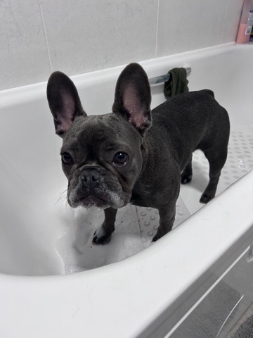 French Bulldog – stormi the frenchie