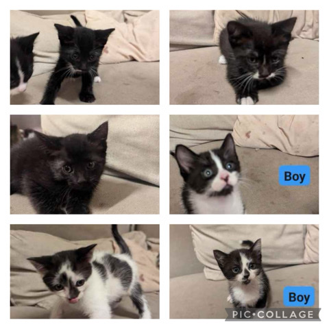 6 adorable kittens