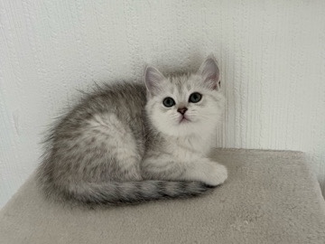 Persian (Traditional) – Adorable Persian Kitten – Wigan