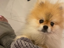 Pomeranian in Краків