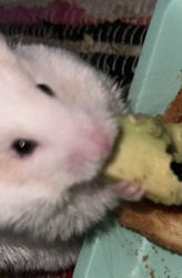 teddy bear hamster