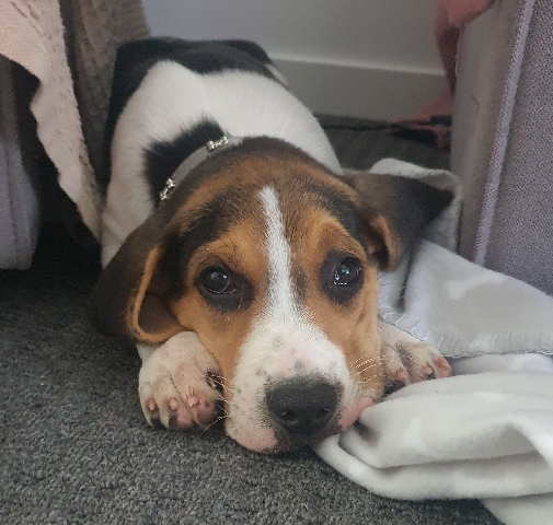 Beagle-Harrier – beagle x harrier