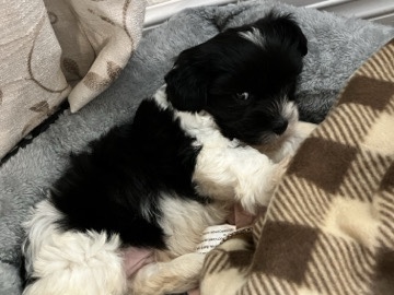 Mal-Shi – Rehoming malshi puppy – Houston