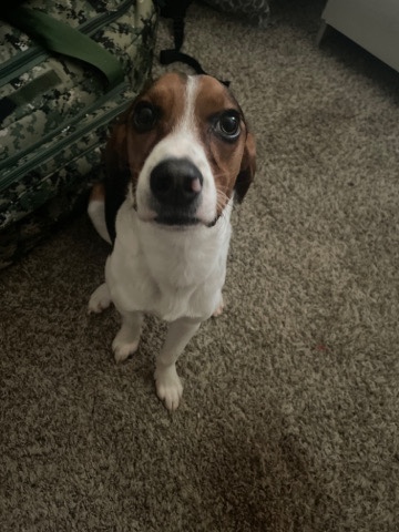 Beagle – Beagle