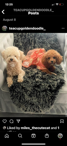 Toy goldendoodles Red