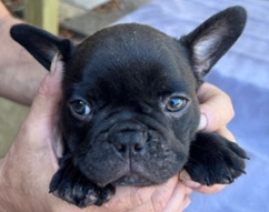 French Bulldog – Frenchie