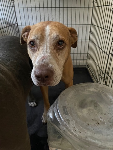 American Pit Bull Terrier – lab terrier mix looking for a loving home