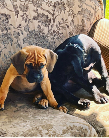 Boerboel – South African Boerbels
