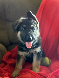 German Shepherd – German Shepard Puppies