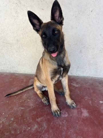 Belgian Shepherd Dog (Malinois) – Belgian shepherd