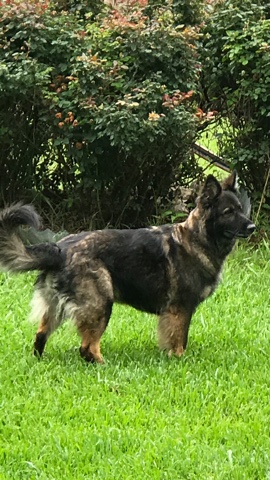 Beautiful long-haired German Shepherd