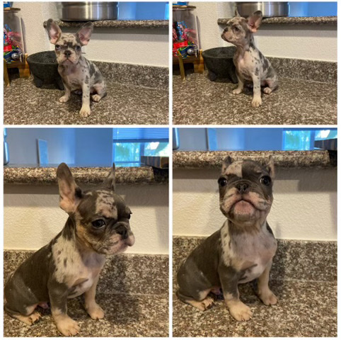 French Bulldog – French bull dog puppies