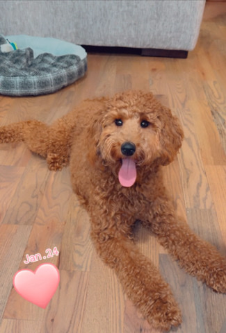 Girl Mini Doodle Dog