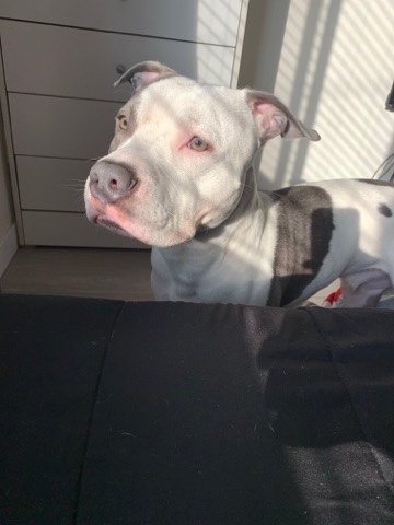 American Staffordshire Terrier – Friendly Staffie