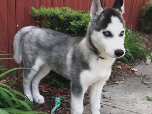 Siberian Husky – husky 🐕 – Kharar