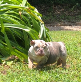 Bulldog – Rocky (AKC Male Puppy)