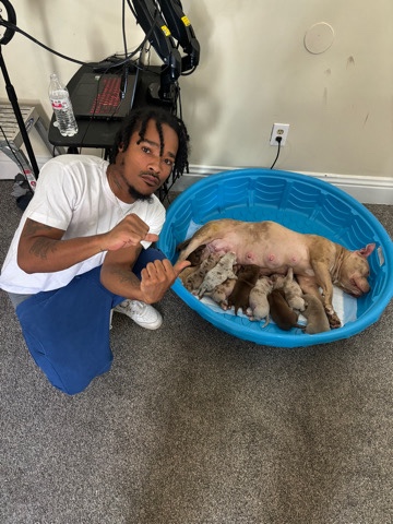 American Bulldog – Merle Pocket Bullys & tri