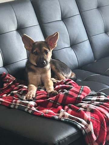 German Shepherd – 9 week German shepherd