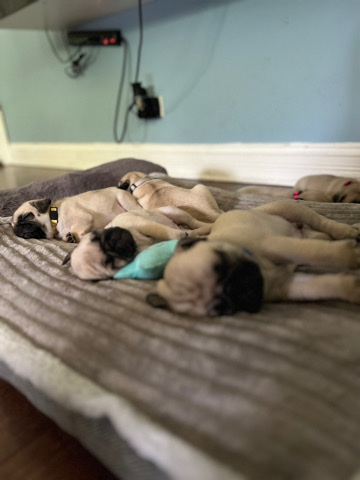 Pug – puppy fawn pugs